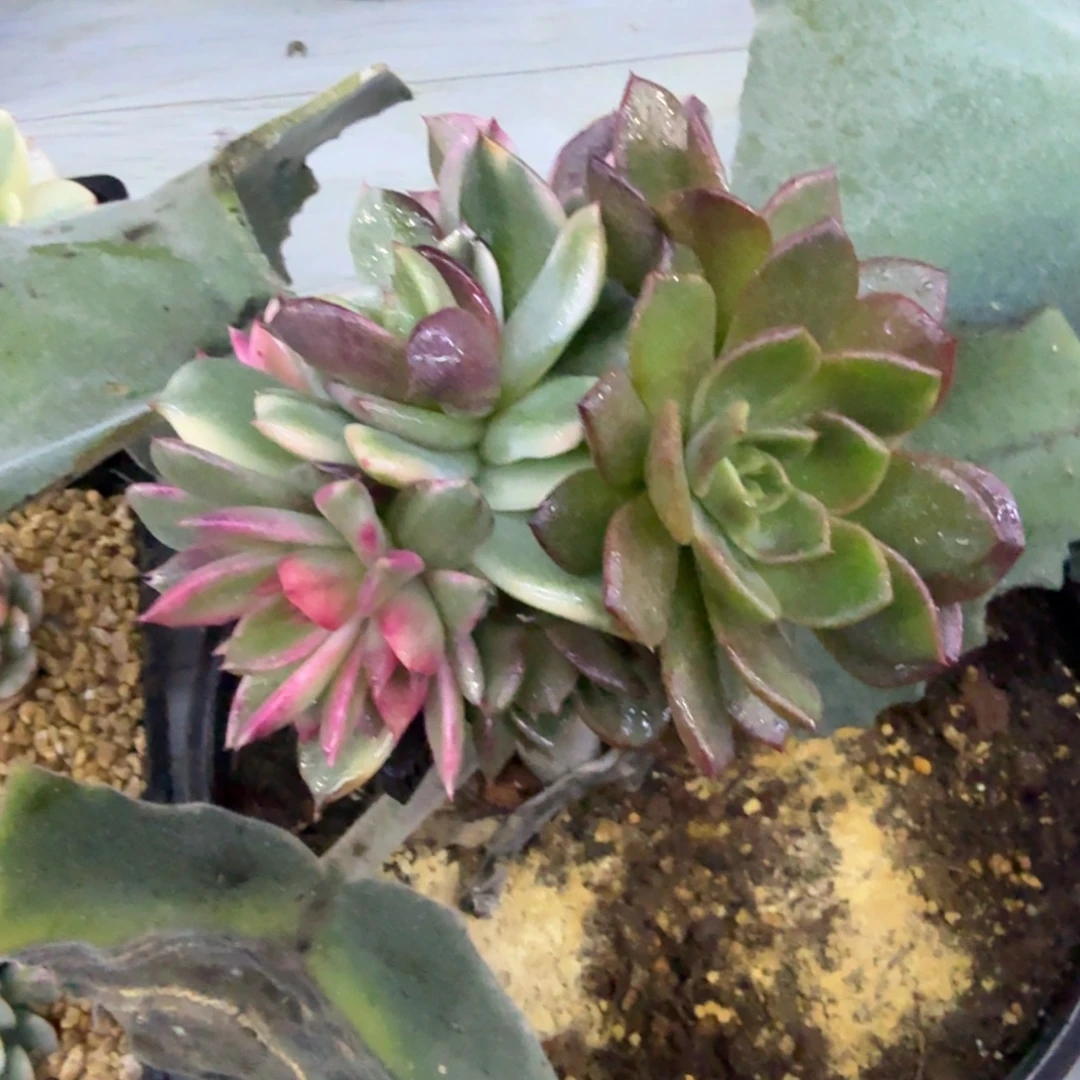 火焰山锦，多肉锦多肉