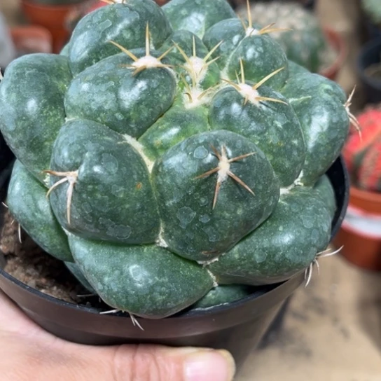 完全开放多肉植物大巨象