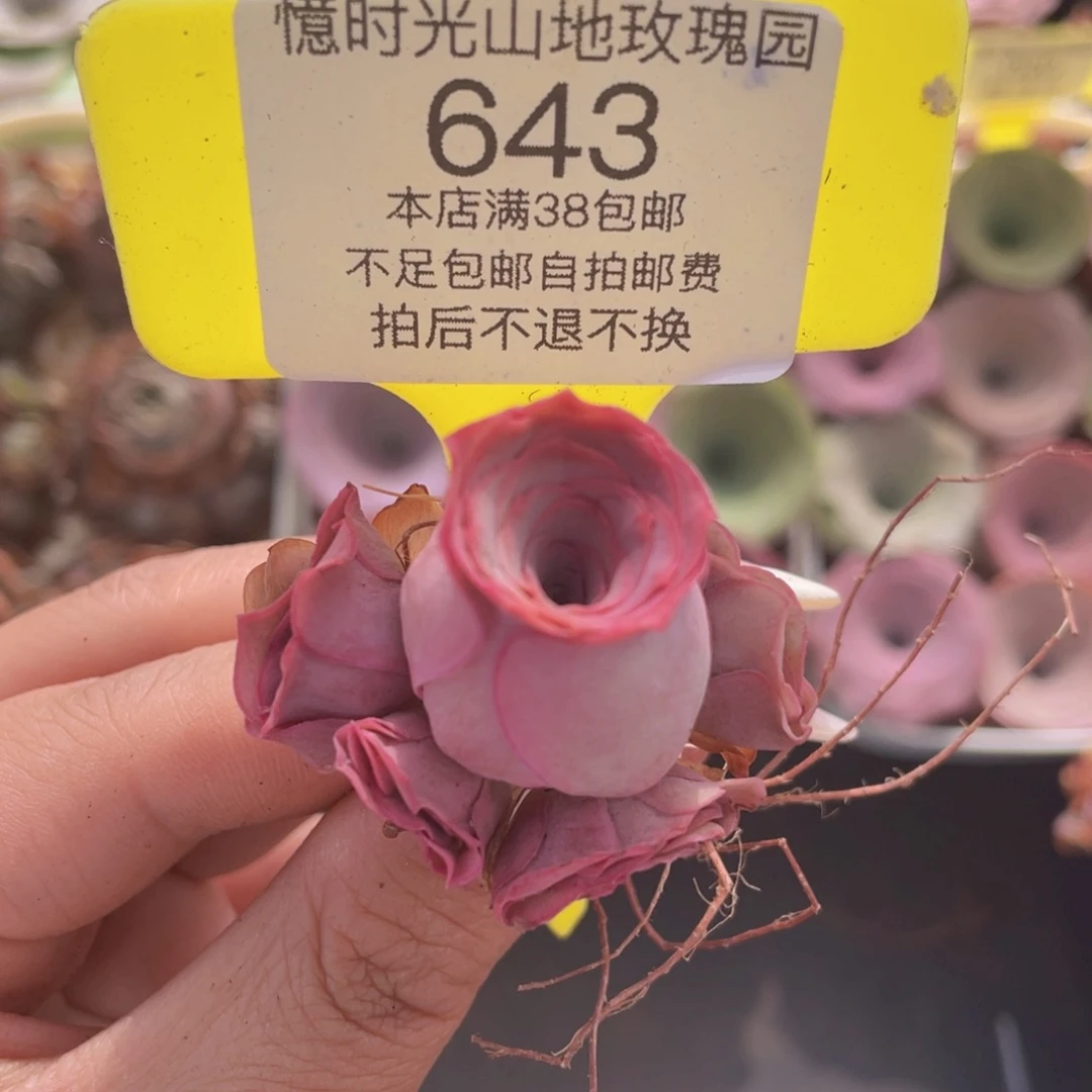 山地玫瑰643满38包邮裸根发货