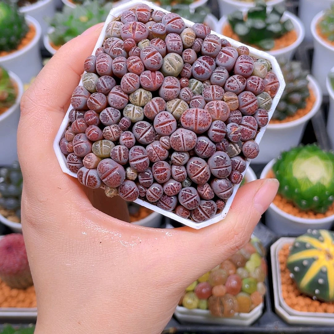 生石花紫色，白盆