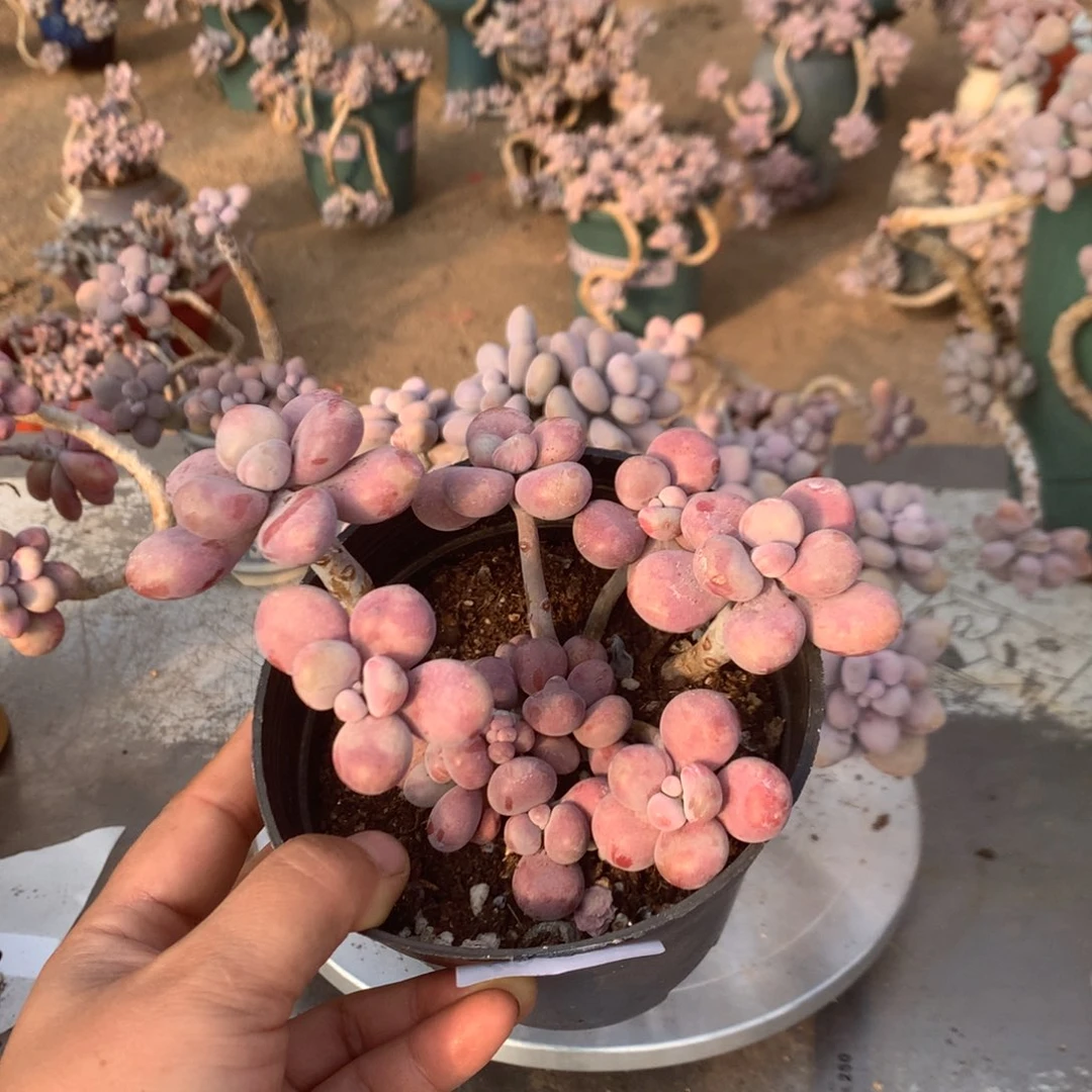 野***花桃蛋老桩不带盆49号