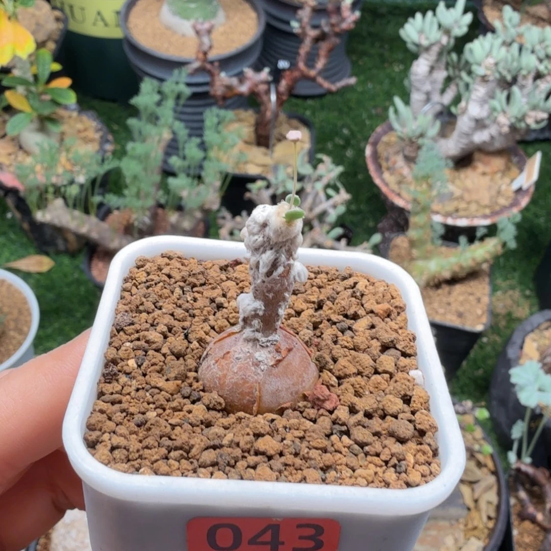 恩特美043(派马厚墩菊)