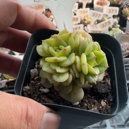 280辣牡丹锦 一物一拍多肉