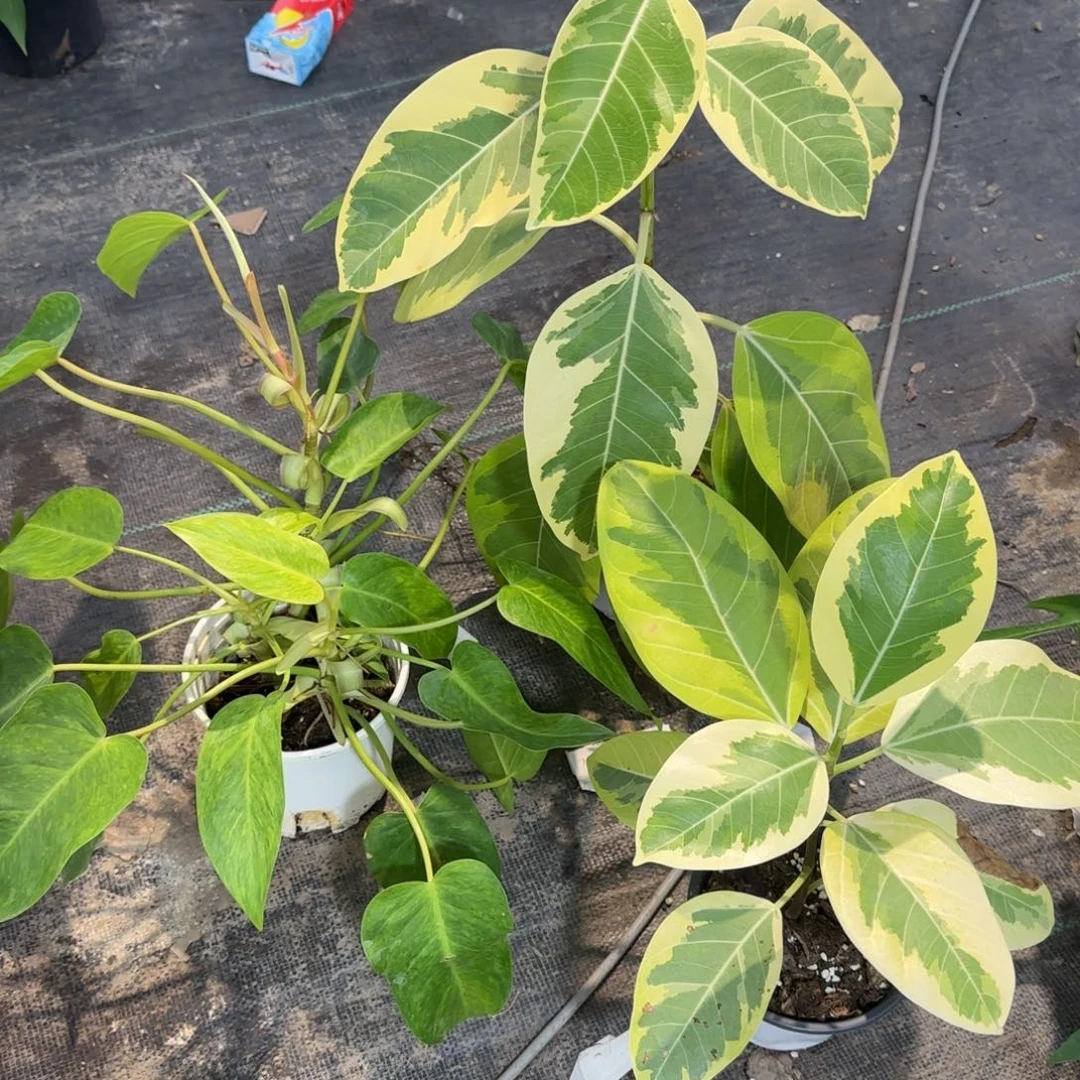 完全开放三盆组合