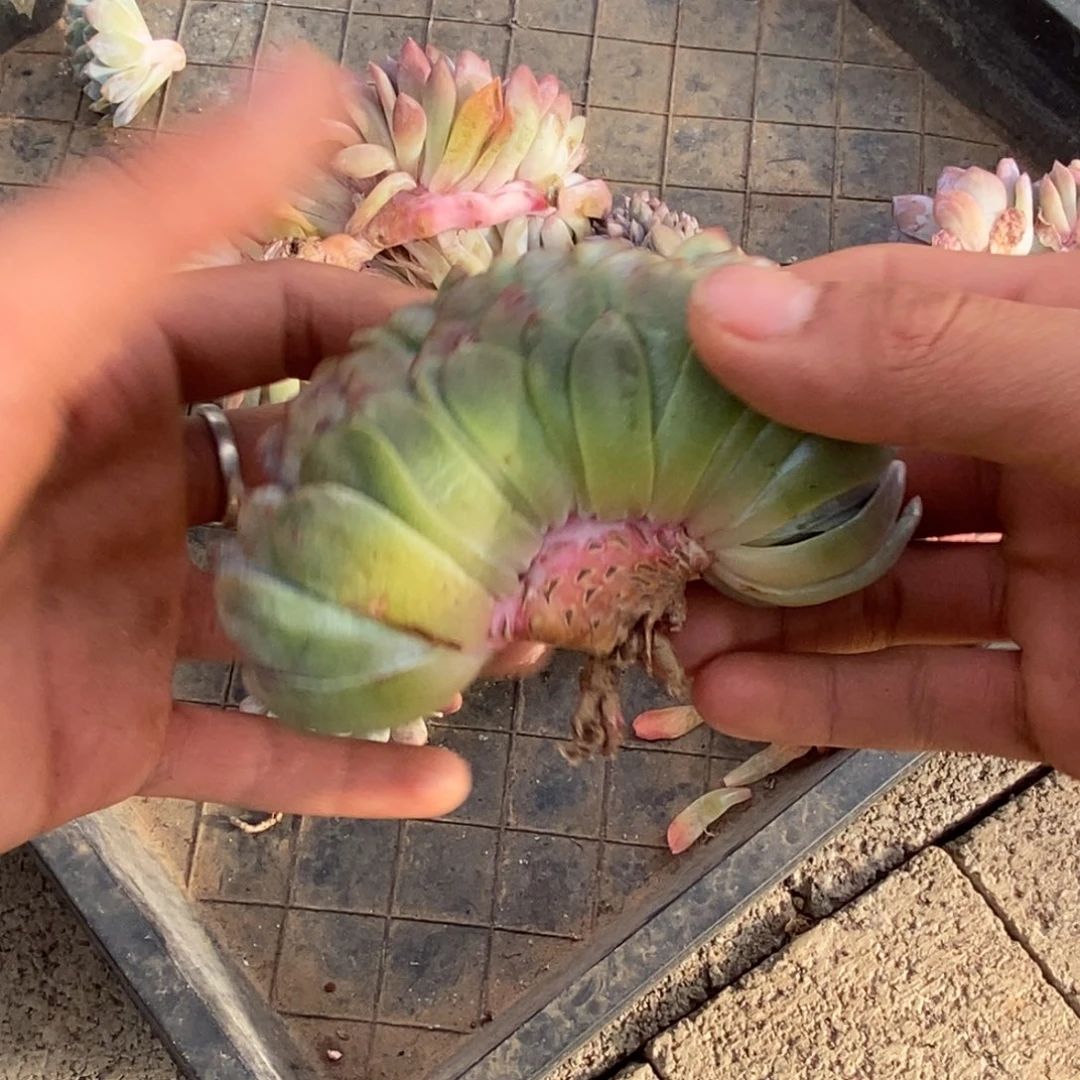 安***尼小虎多肉一物一拍