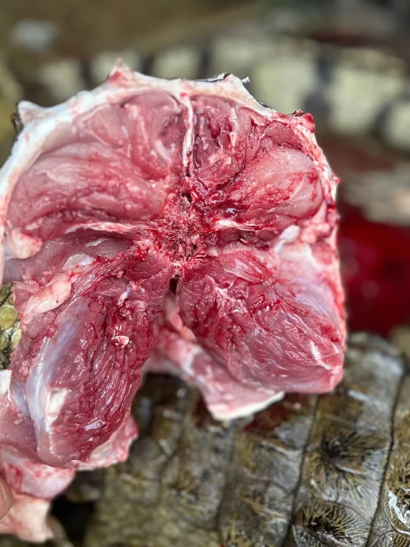 鳄鱼尾肉新鲜现杀人工养殖鳄鱼尾肉肥瘦相间