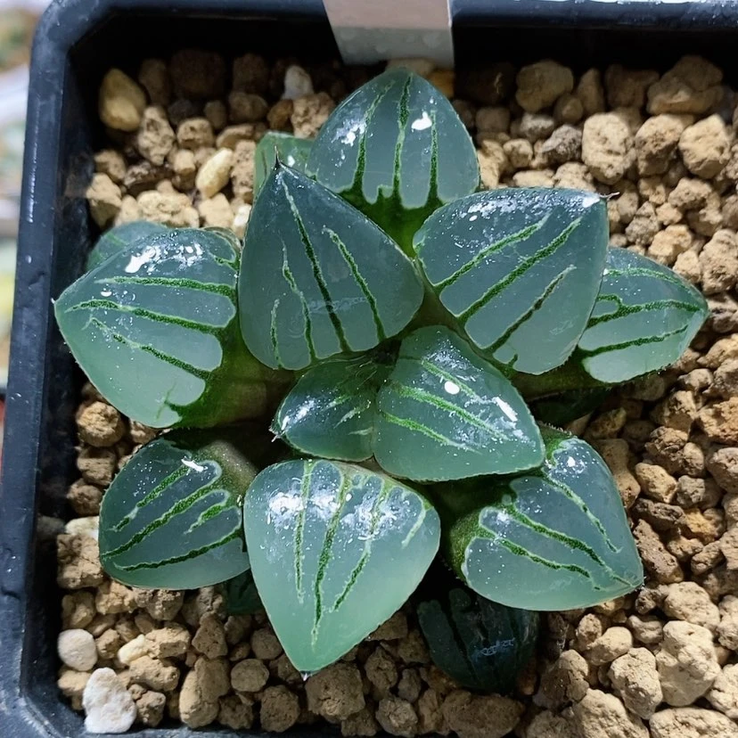 【闪购商品】12丸叶翠虎寿