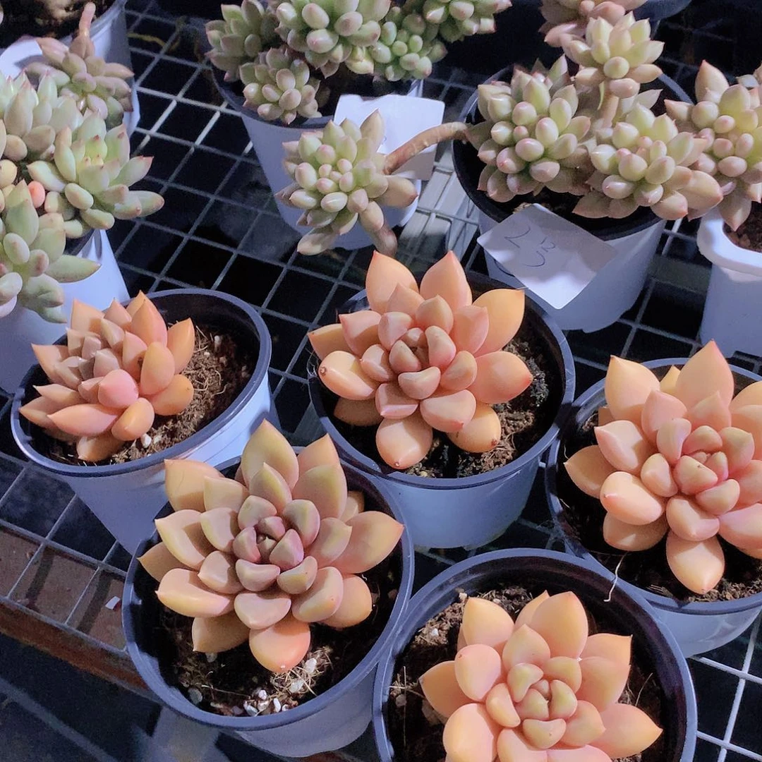 单头红象牙24678899900