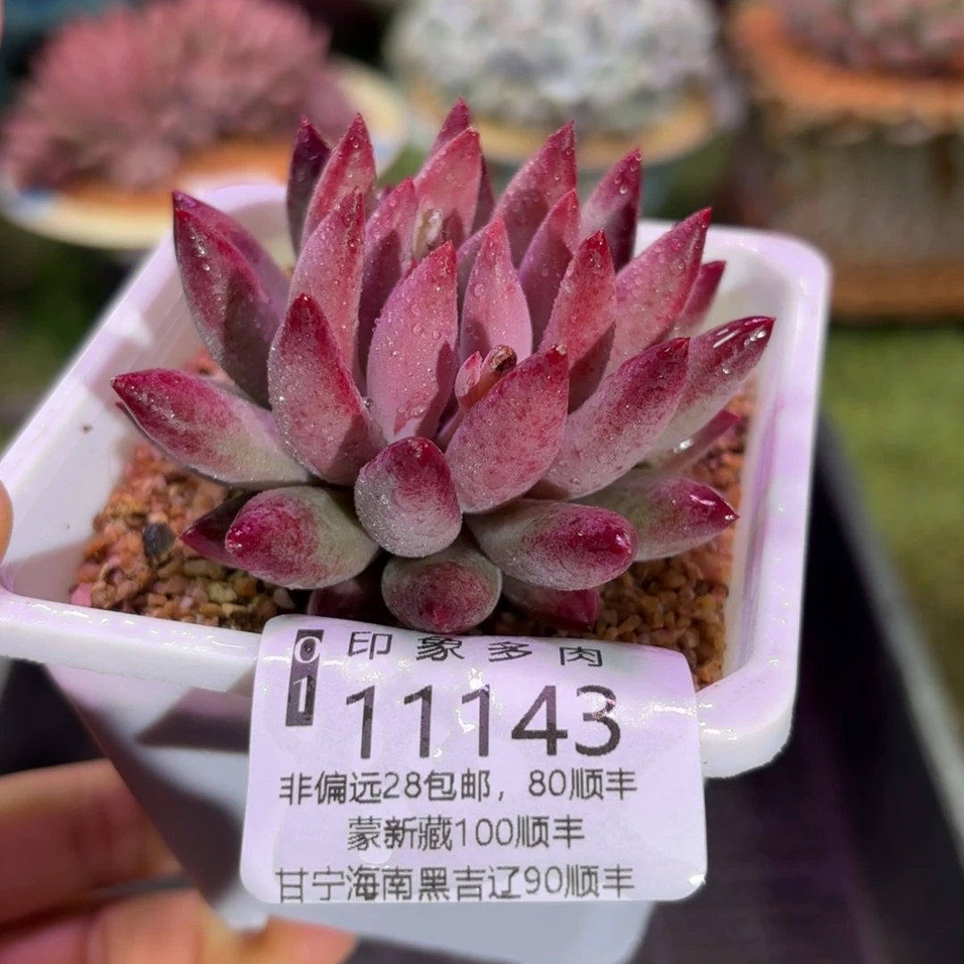 多肉植物11143ggh