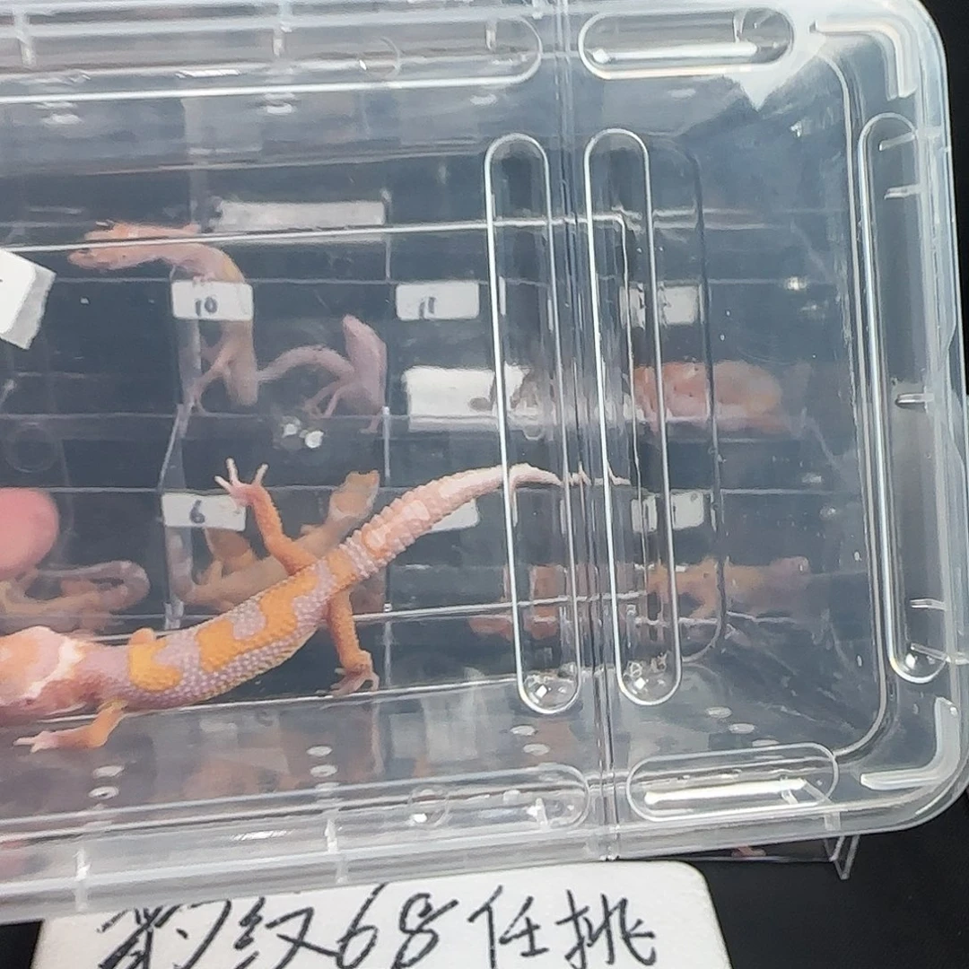聪***蛋豹纹守宫专人专拍