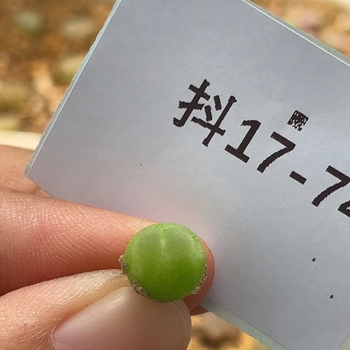 17-74小拉登多肉植物