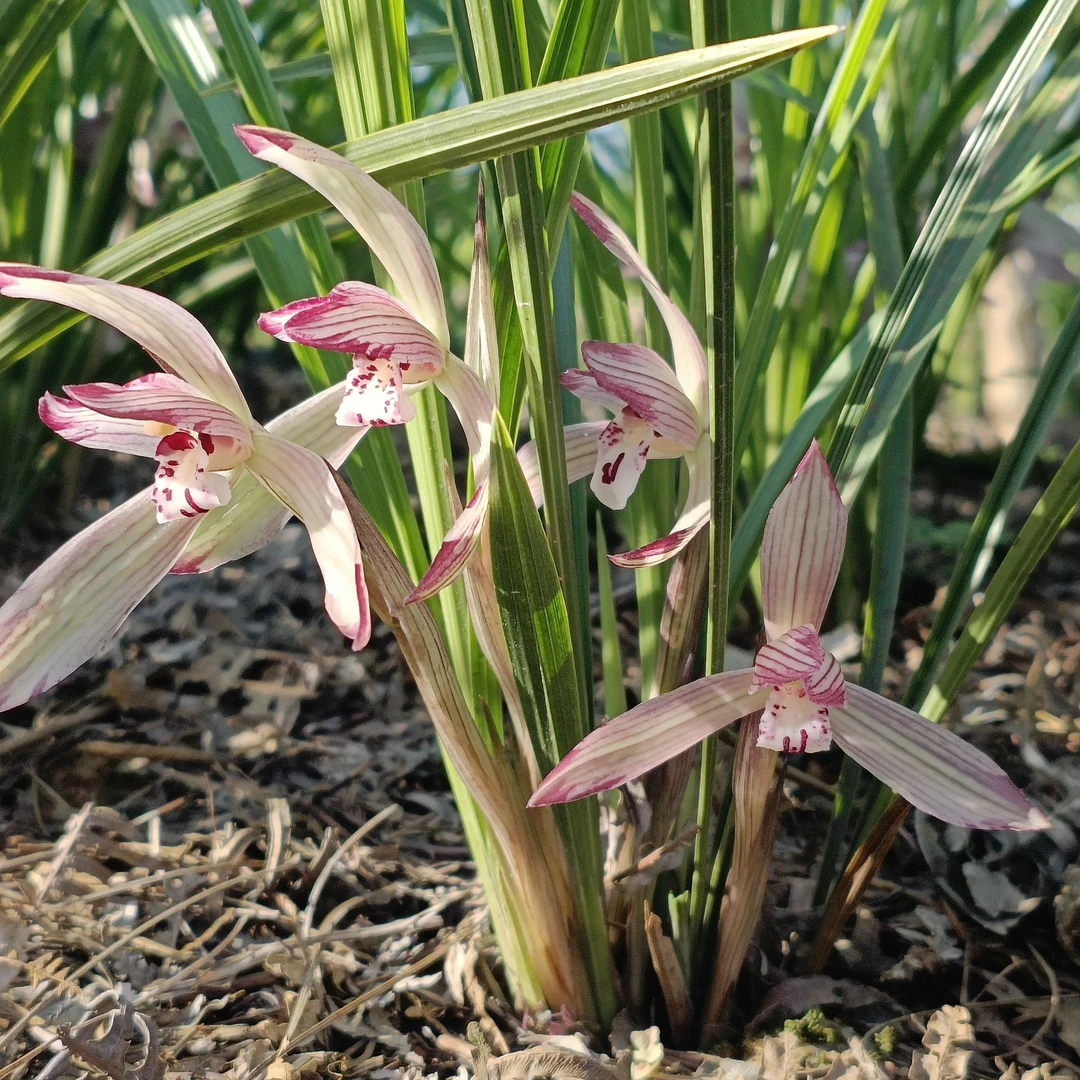 春兰/鸿运当头清香好养桌面盆栽