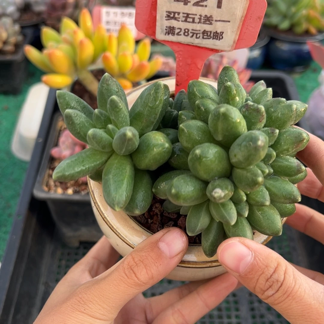 表妹精品多肉植物421.