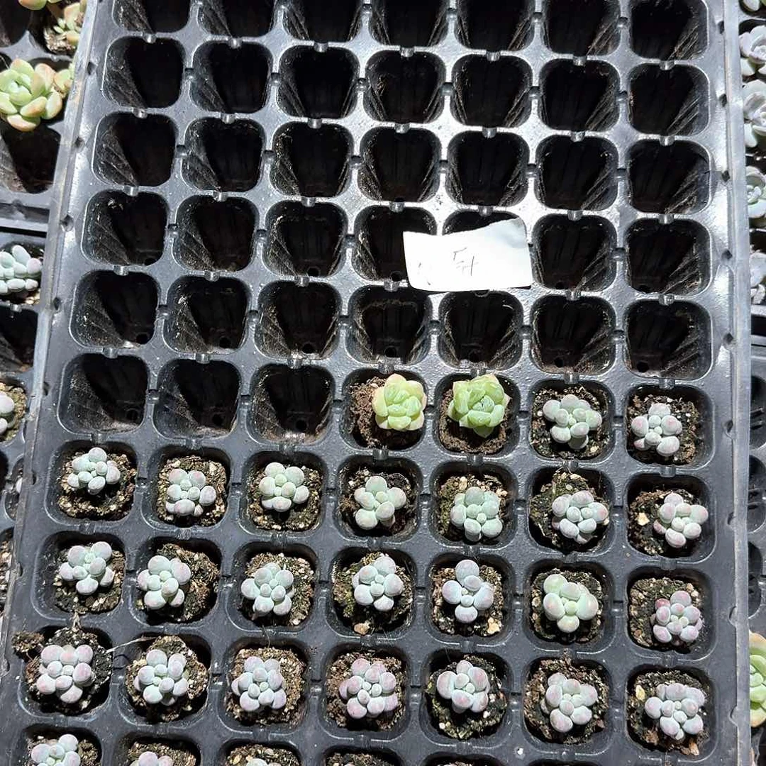 小厨一物一拍专拍