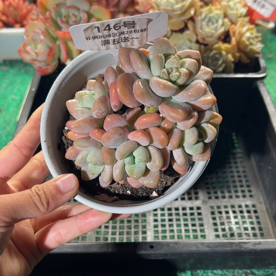表妹精品多肉植物146.