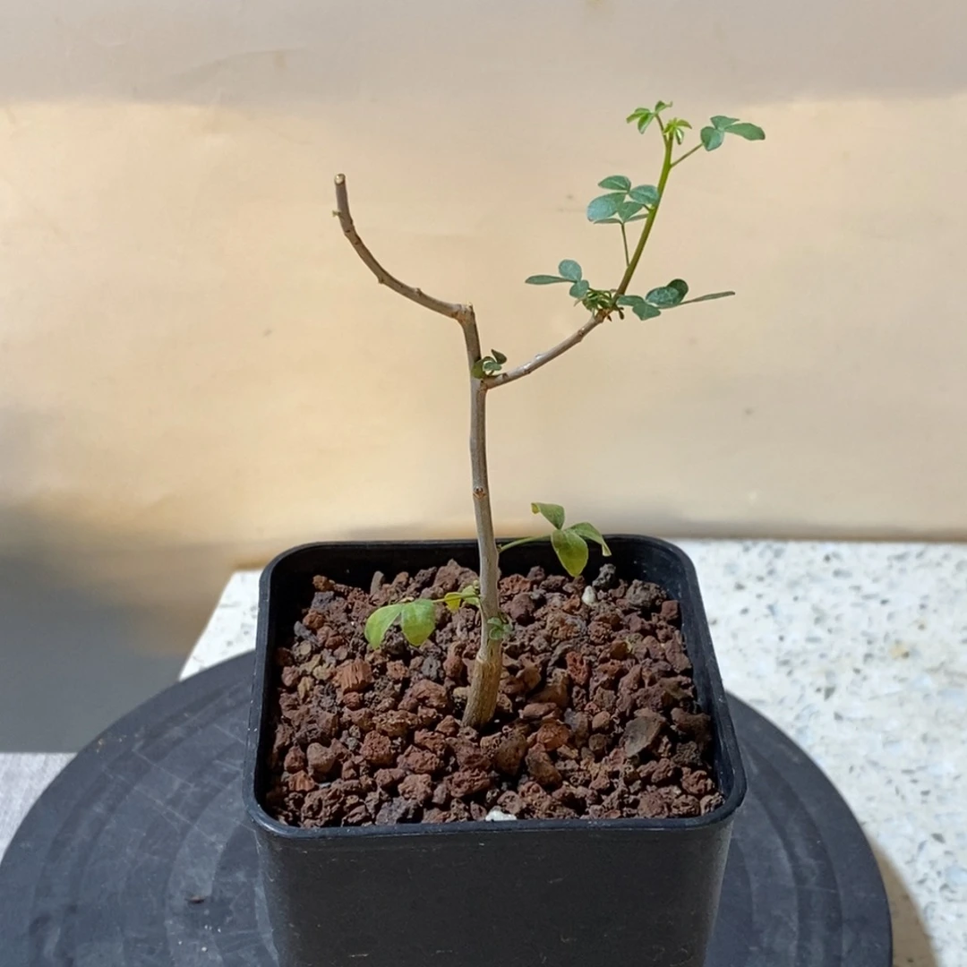 正白皮卡塔夫实生橄榄