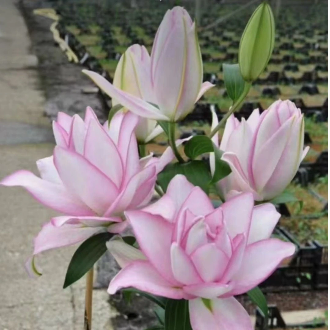 《冰美人》1颗18/20进口香水百合花球 【五颗带一包肥料；十颗两包】