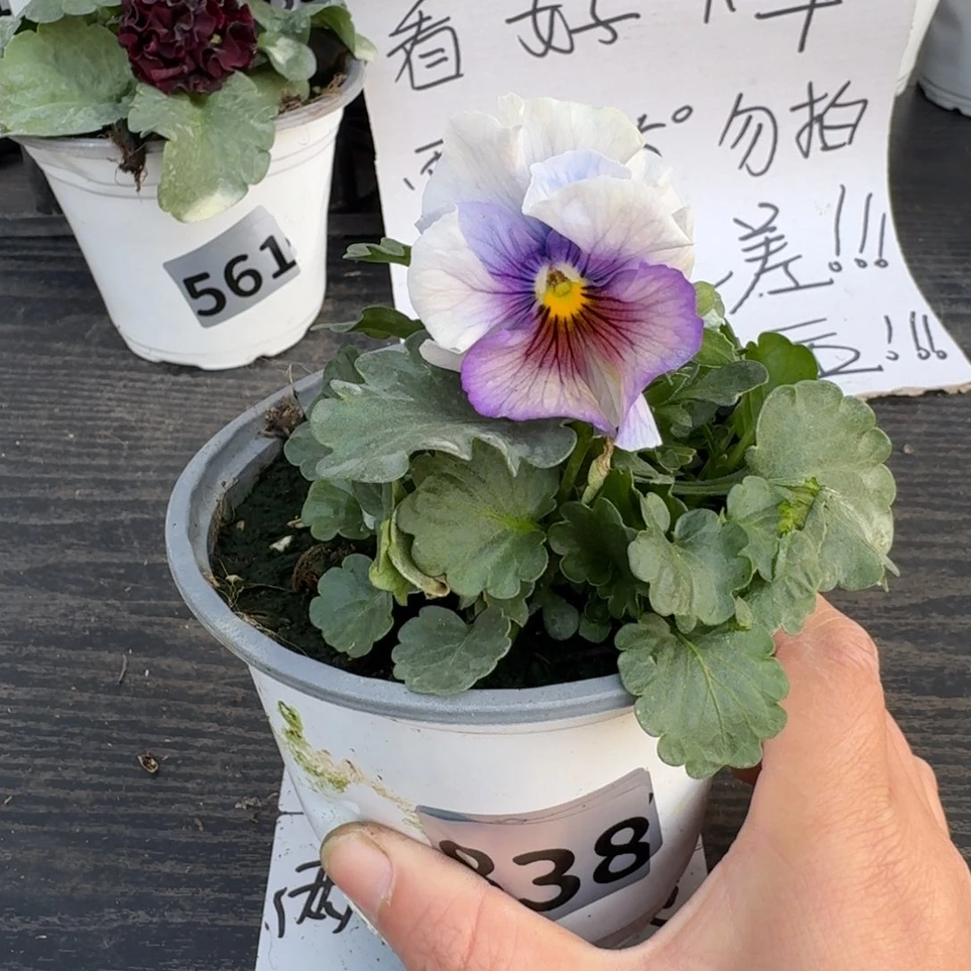 全部花朵838号希尔4