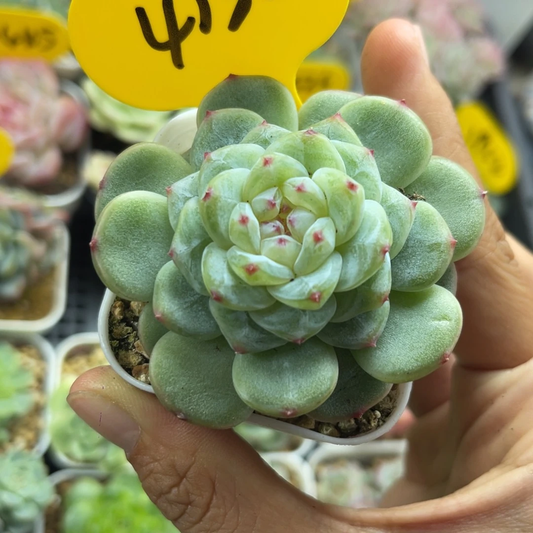 独家新品FJ205珍妮4138