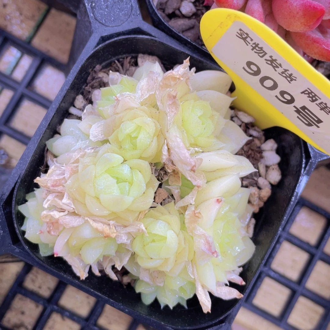 909号 油透麦秆群生一个不包整