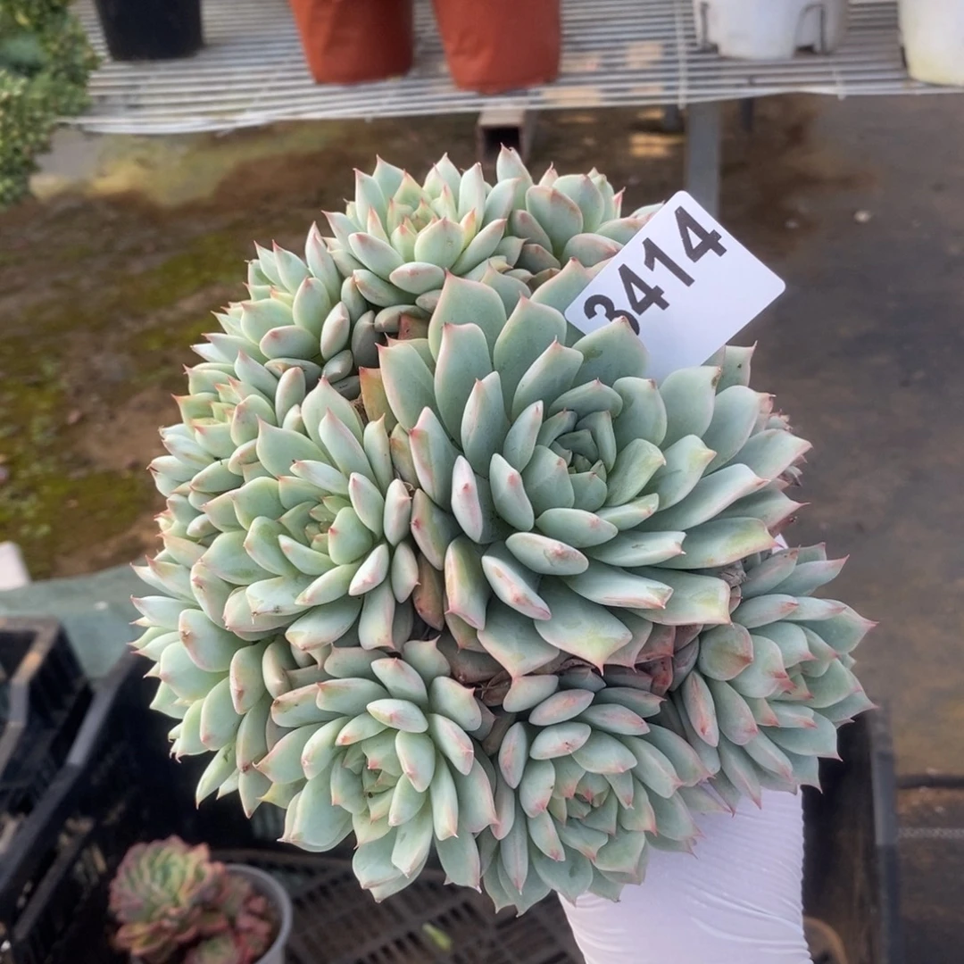 3414不知名一物一拍
