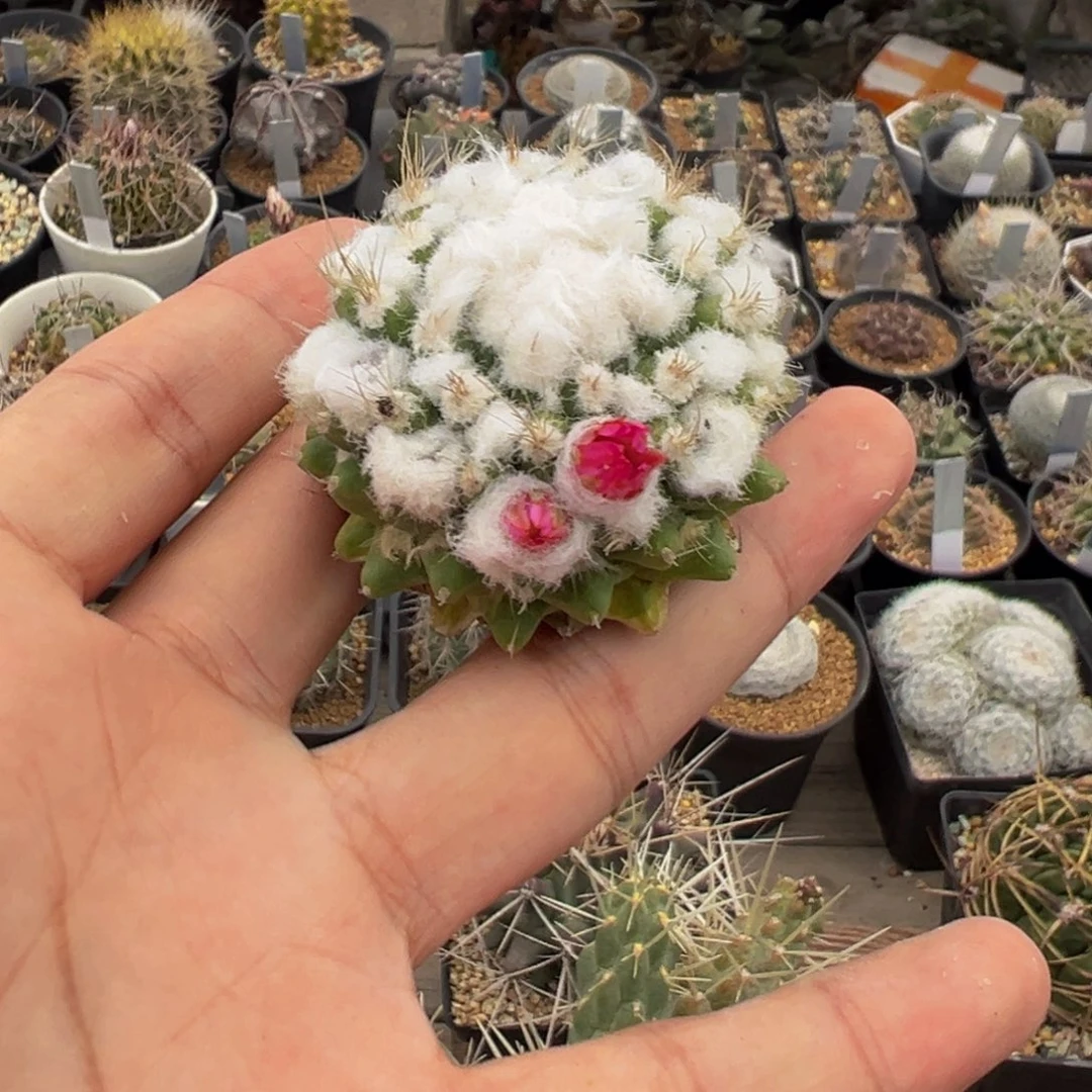 实生修根优选多肉植物