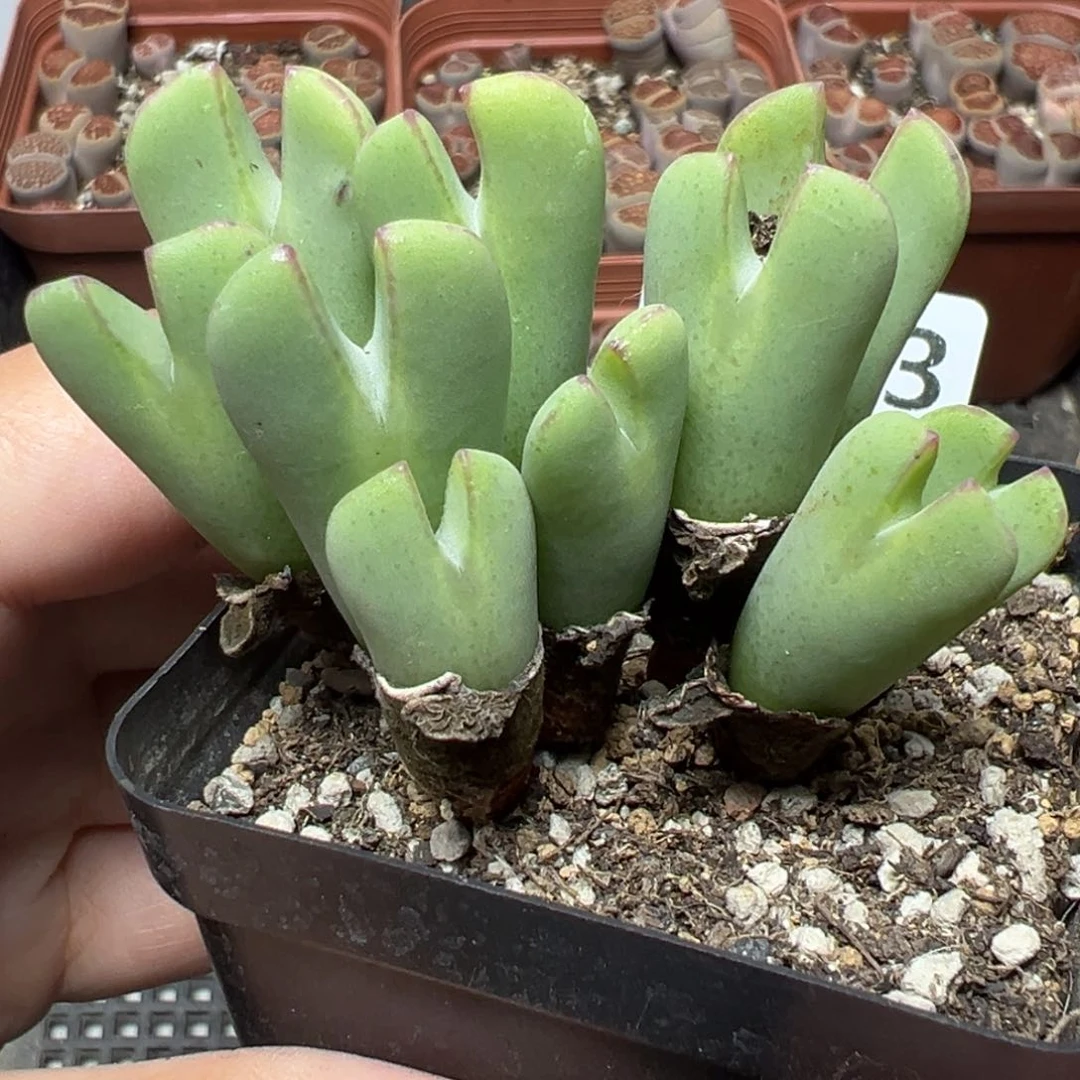 【闪购商品】1093……