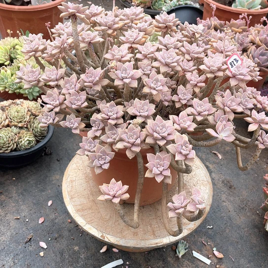 873阿伦配 一物一拍多肉