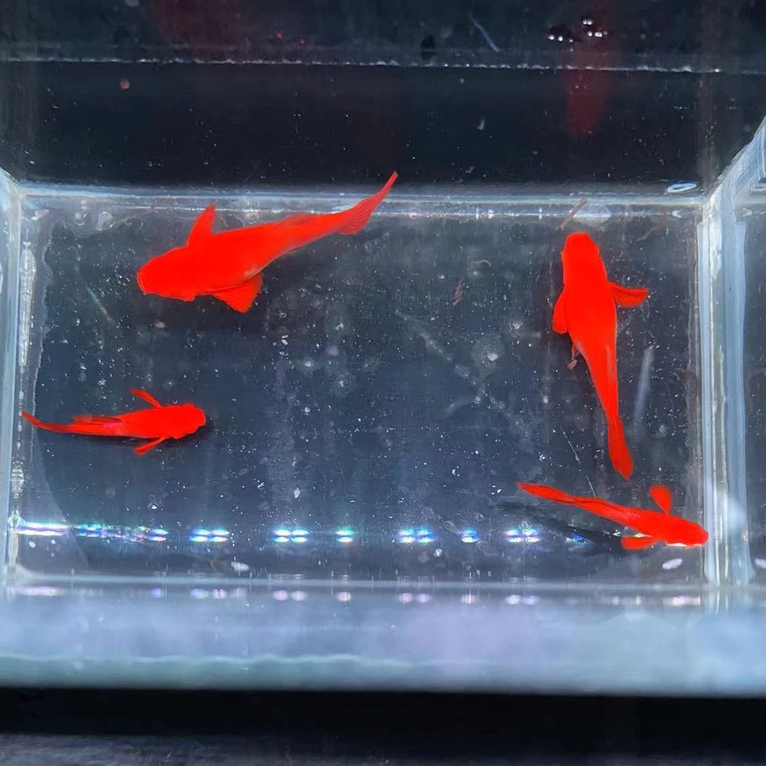 ,孔雀鱼,鸿运当头分水火麒麟,通背不包肚小型淡水鱼观赏鱼观赏鱼