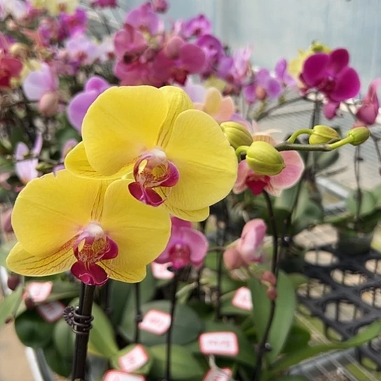 大部分花苞少量开放A065无售后带花发