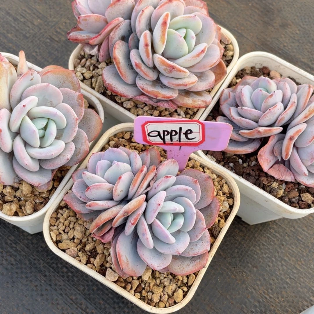 a***e姐姐说要不就是个好