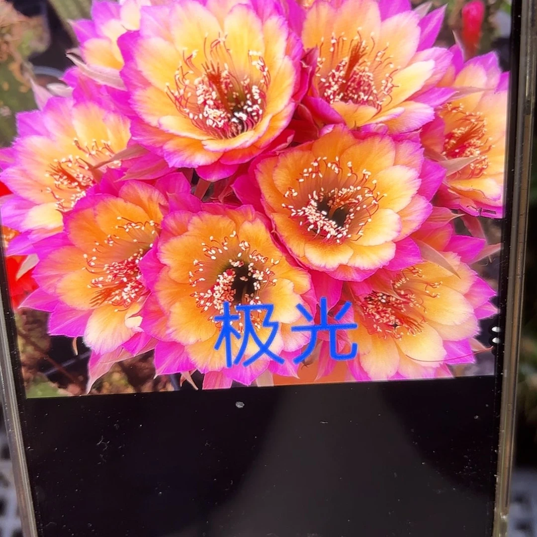 极光丽花侧牙20包邮10