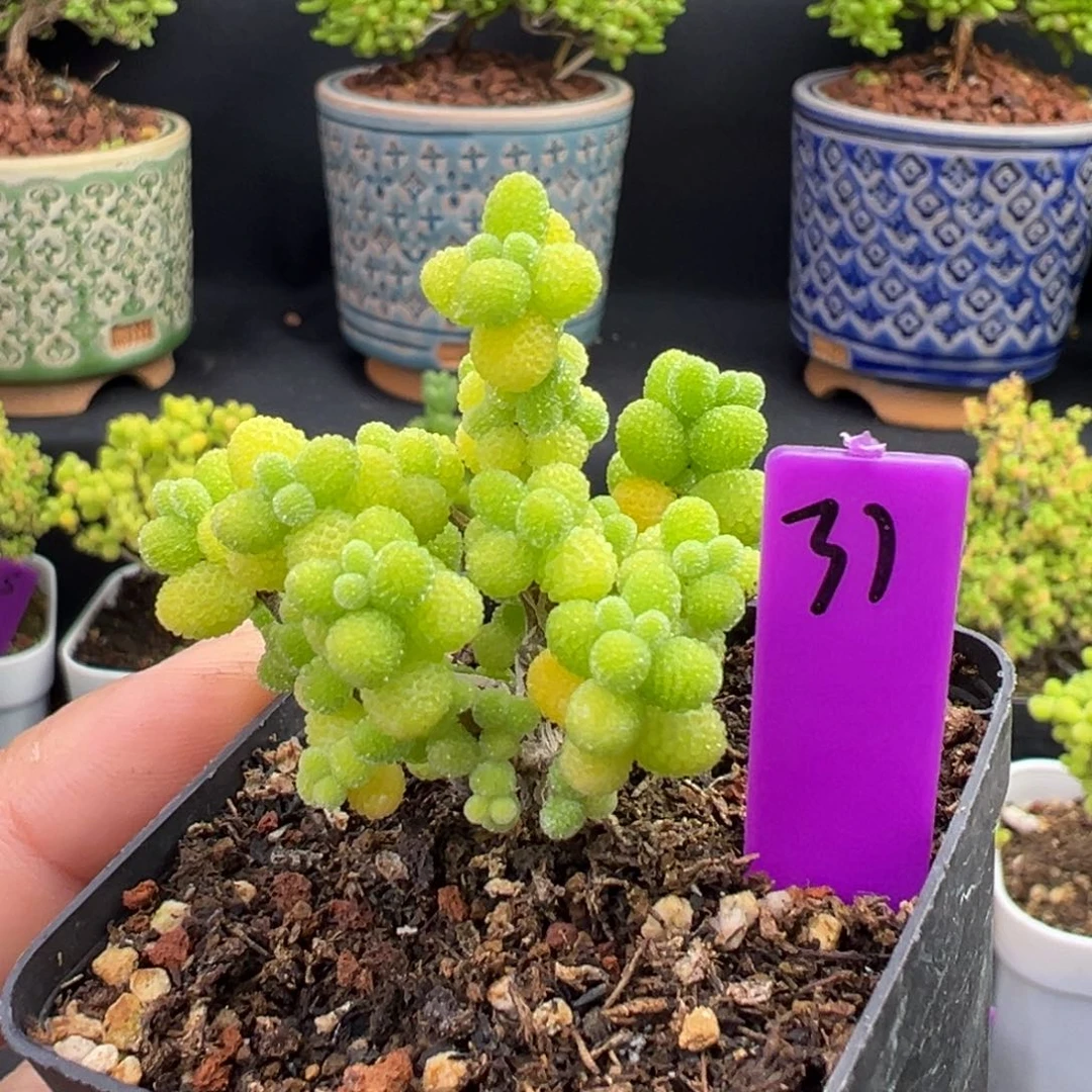 金桔糖球31号5.5cm盆