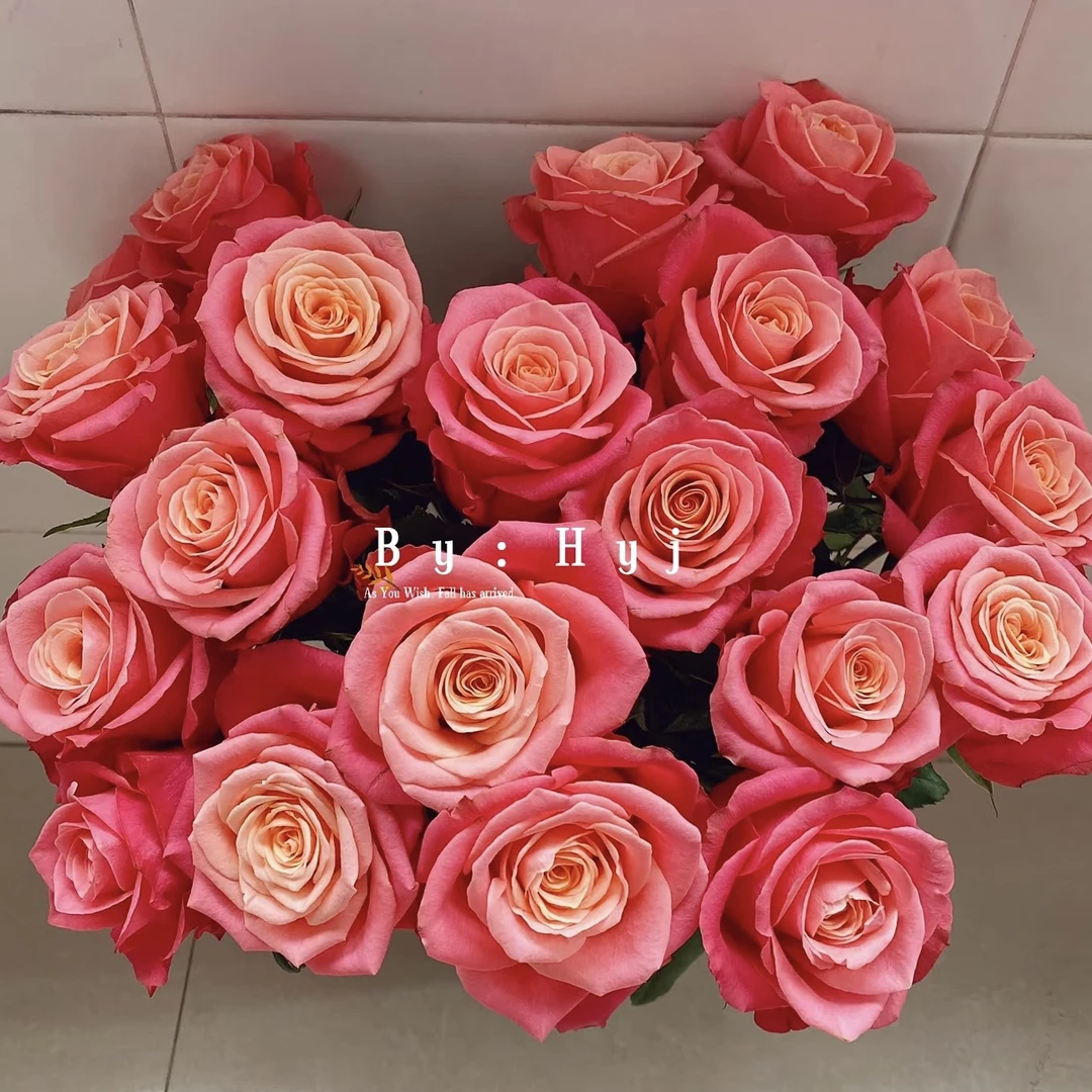 诺言根接苗匠人多季丰花月季月季花玫瑰花四季开花阳台盆栽植物