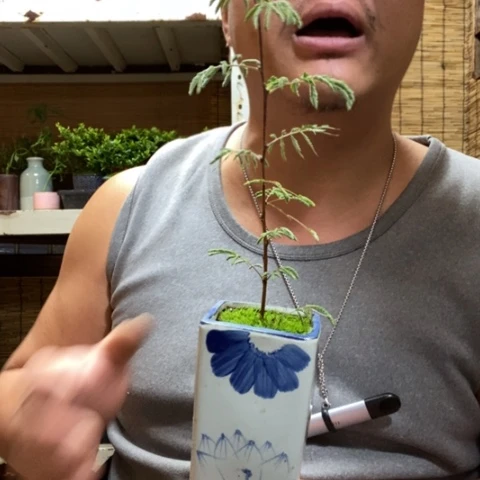 红陶嗯****一物一拍所见即所得221