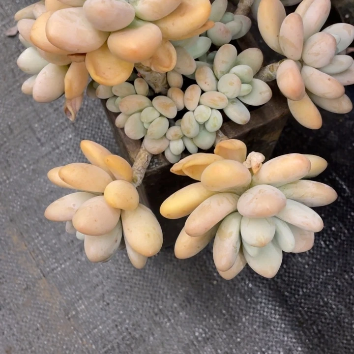 冰*弥鹿之森一物一图