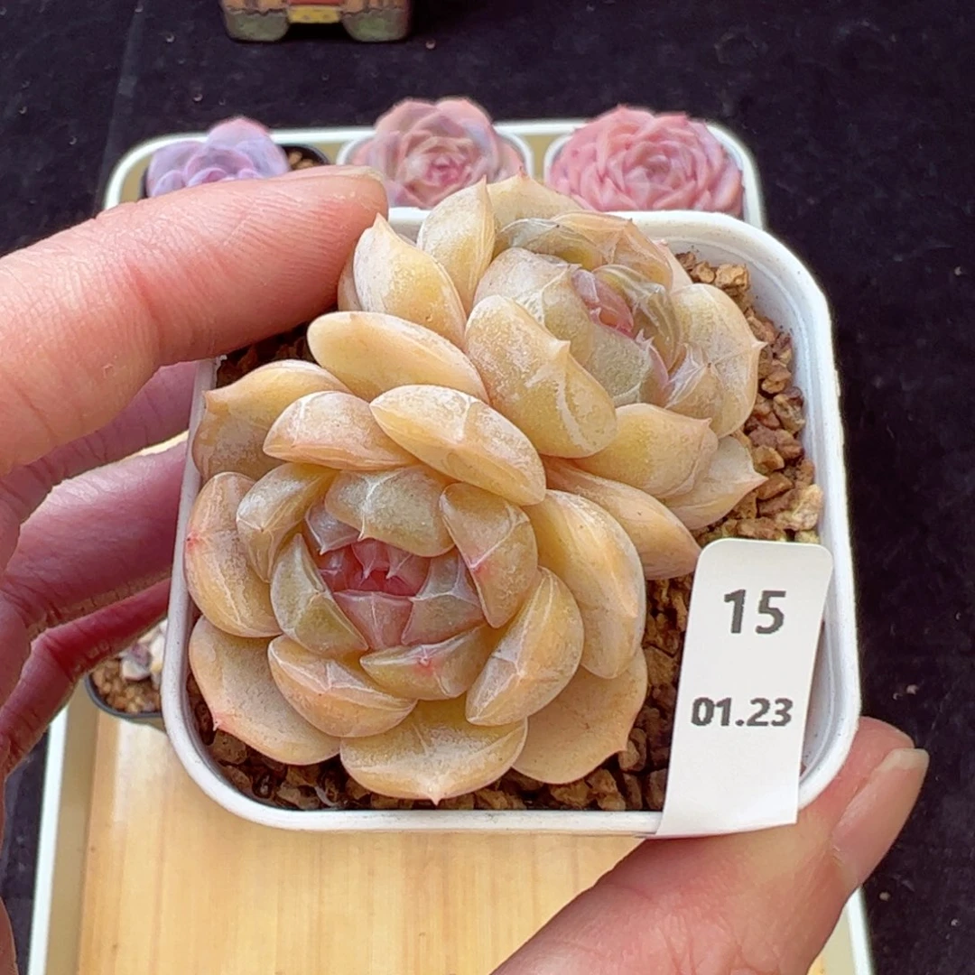 白恋15、哈哈哈哈