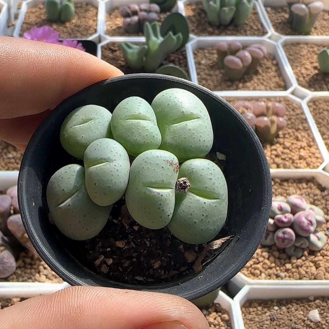 紫花大饼杂交。 54113
