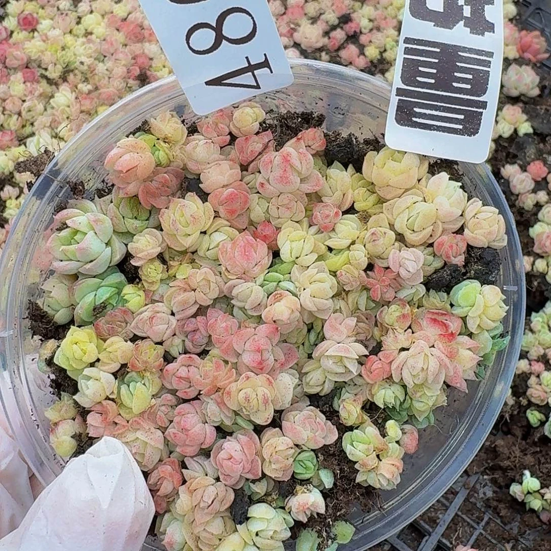 多肉植物多肉植物486量拍