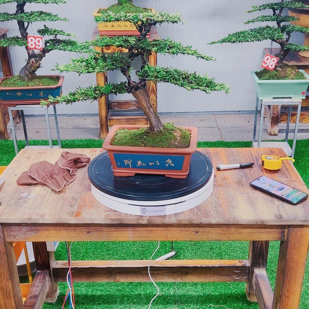 无花朵米叶罗汉松