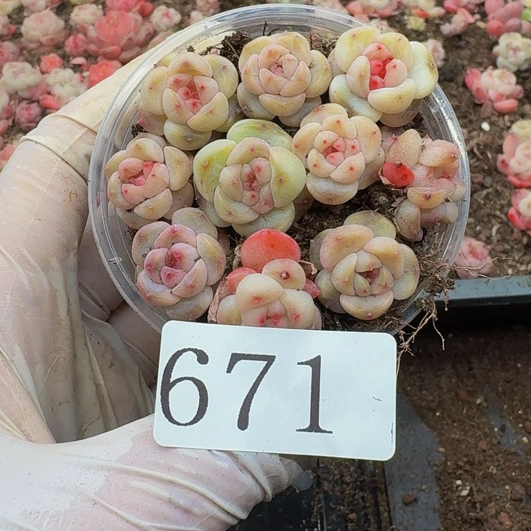多肉植物多肉植物671