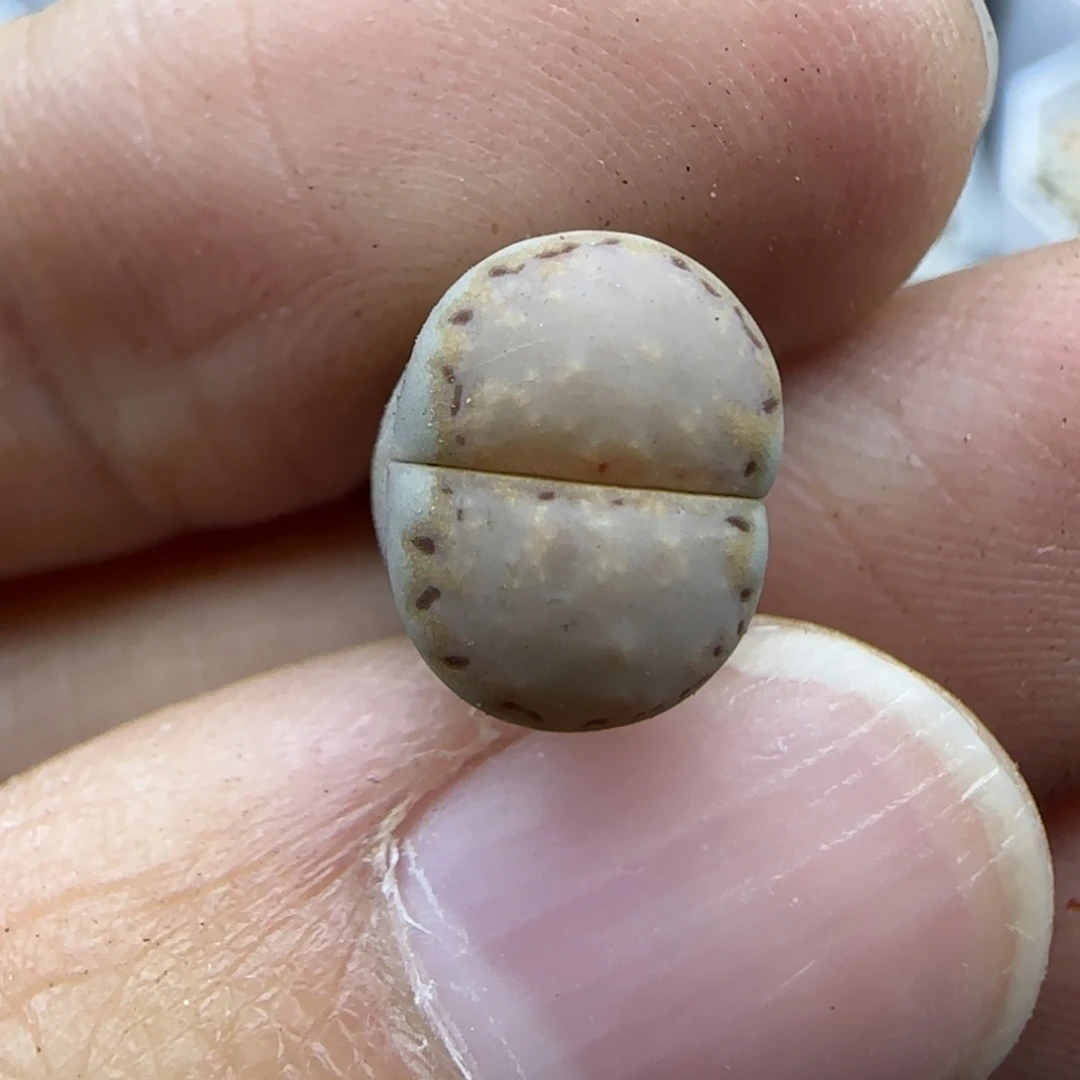 642饼干清框福利30包邮