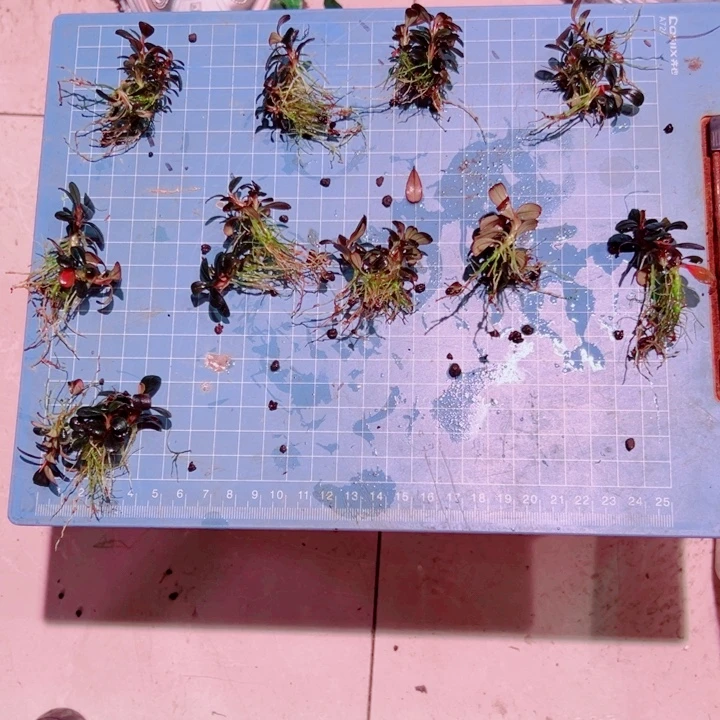 无花朵福利辣椒榕大象玉