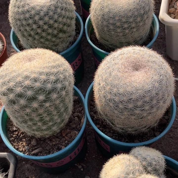 实生满月好养皮实