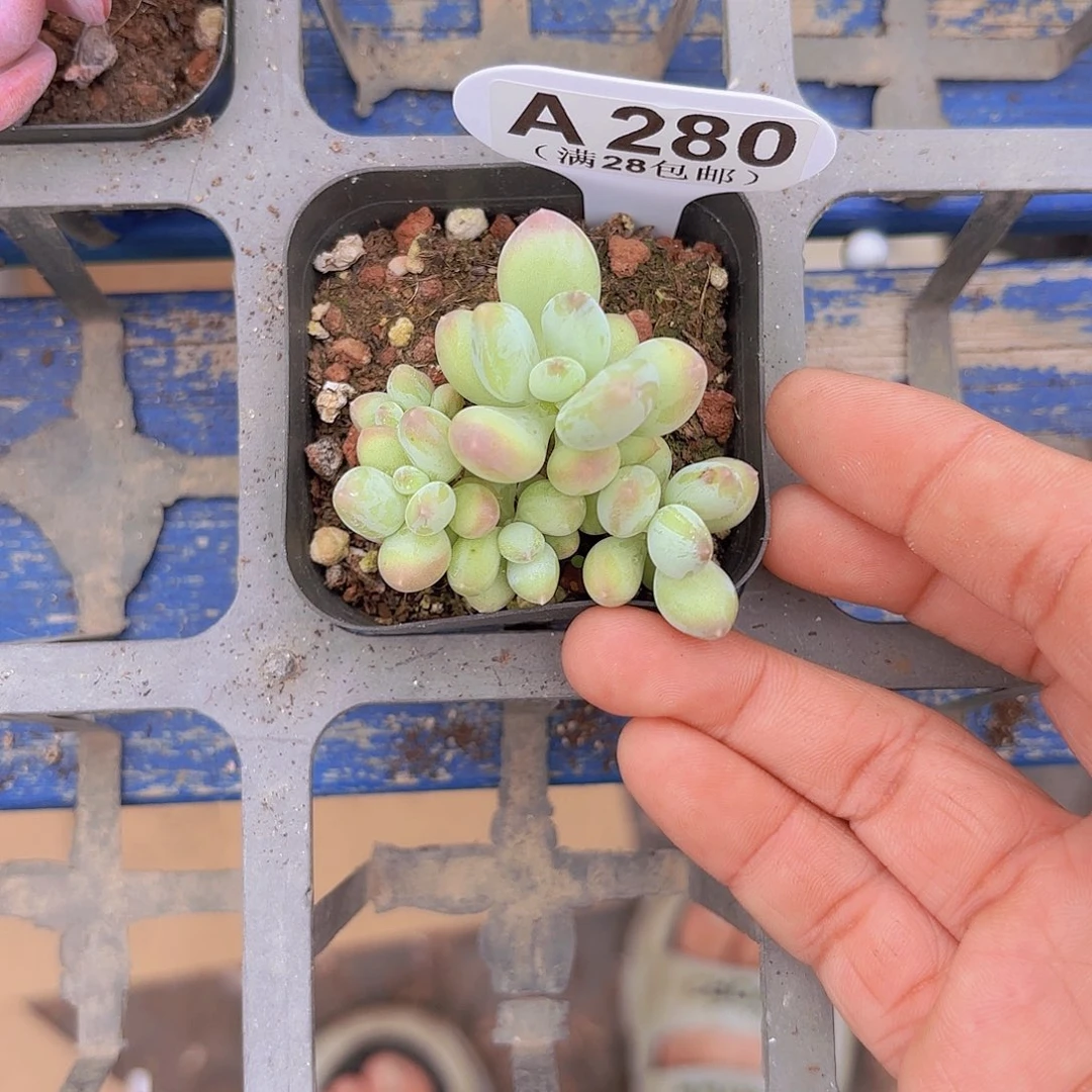 爱***）A280苹果奶一物一拍