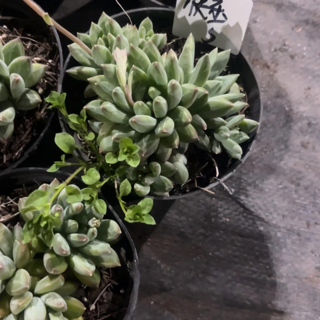 要****?陨石多肉植物