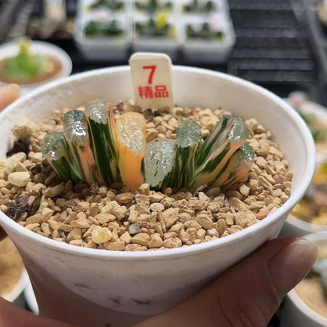 7玄武玉扇锦福利福利