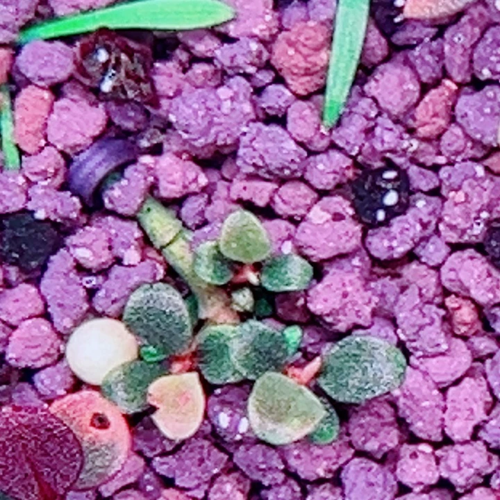 福利79号福利一头植物（丛