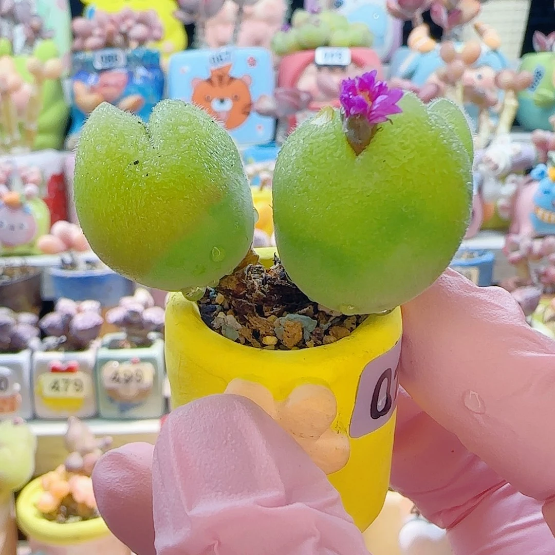 L 造型毛翠 盆口2.5cm 微瑕