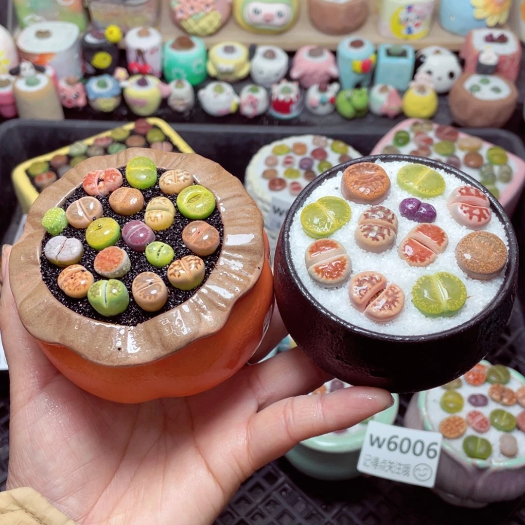 w6011 带盆土发货 -零下地区拍保温箱